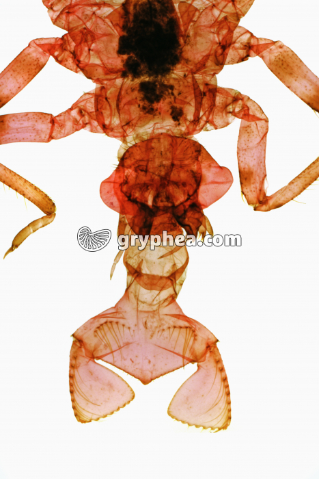 Tête d'insecte - Pièces buccales (masque) d'une larve d'Odonate (Libellule) x5 - gryphea.org